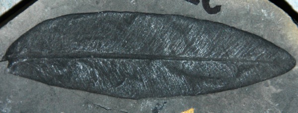 Fossil of a Glossopteris leaf preserved as a carbon compression, Permian, Antarctica