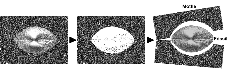 Diagram showing the formation of a fossil mold and cast