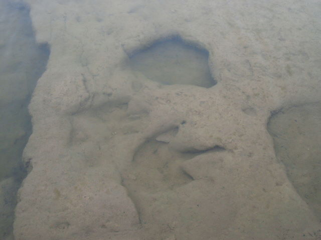 Dinosaur footprints in the Paluxy River, Texas