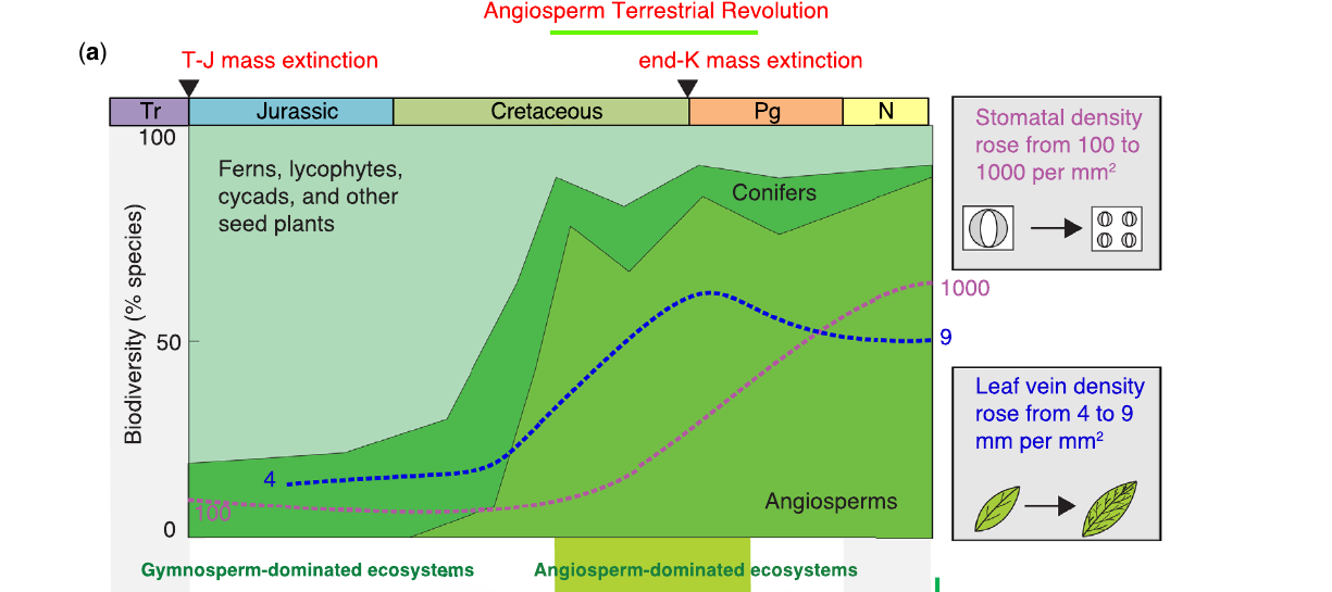 Relative proportion of ferns, gymnosperms, and angiosperms through the Mesozoic, with stomatal and vein density curves overlaid