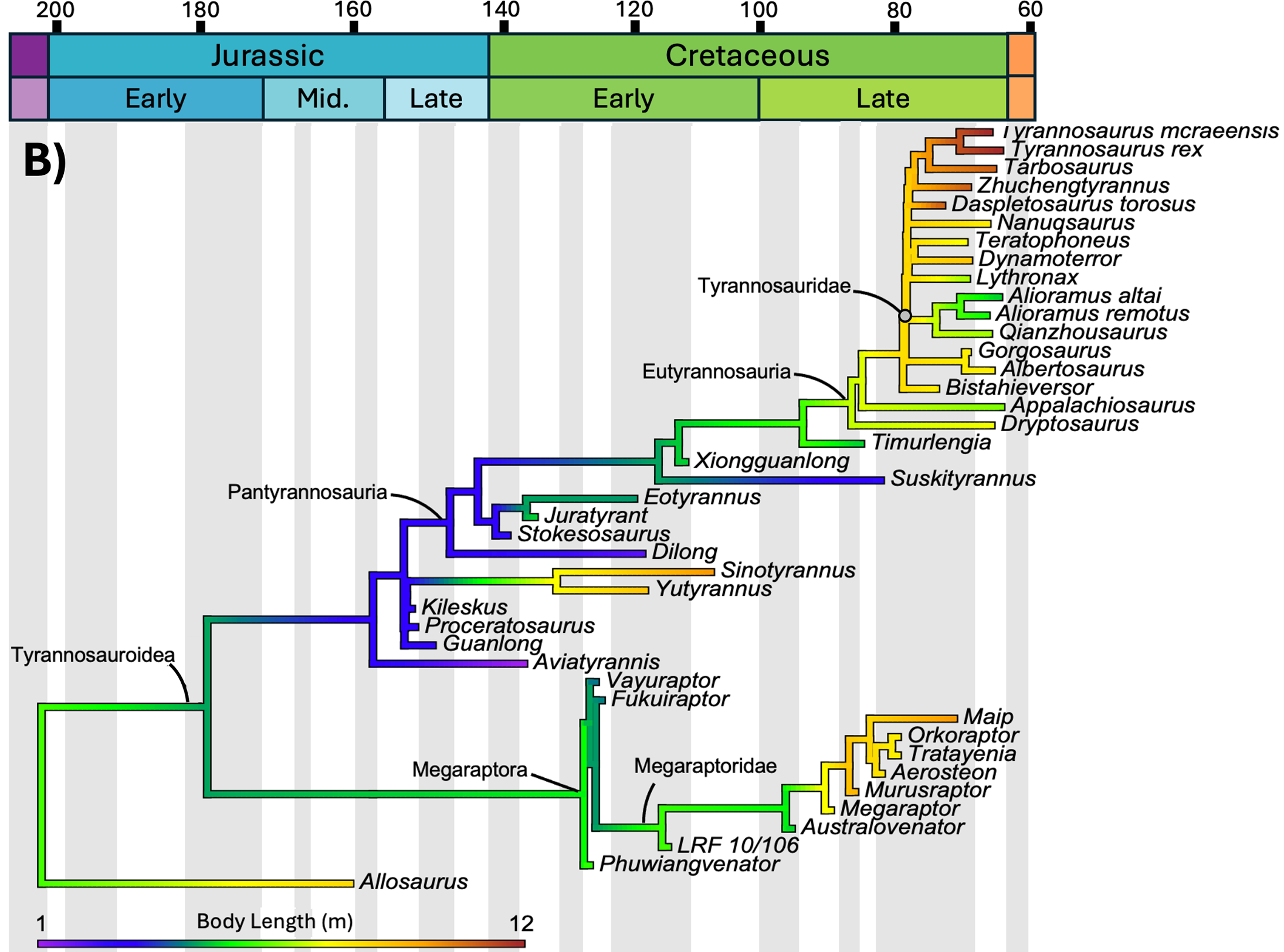 Cladograma dos tiranossauroides com comprimento corporal mapeado nos ramos