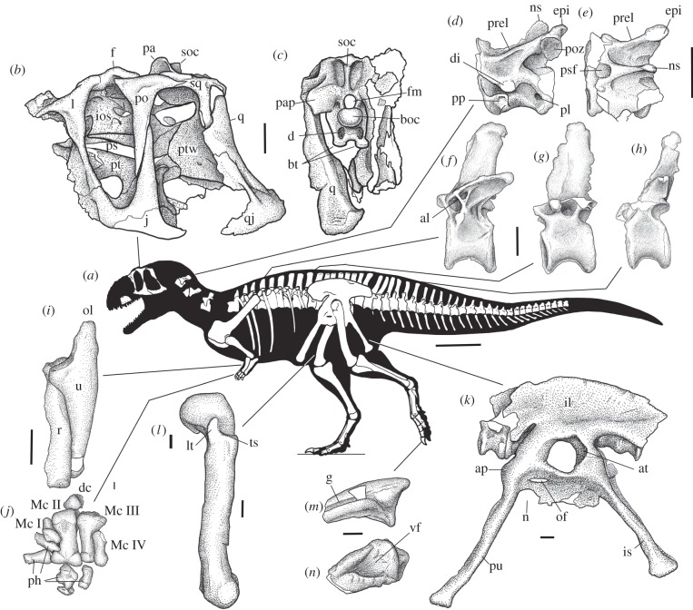 Middle Jurassic abelisaurid Eoabelisaurus mefi . ( a ) Skeletal reconstruction, showing preserved parts. Skull in left lateral ( b ) and posterior ( c ) views. Middle cervical vertebra in left lateral ( d ) and dorsal ( e ) views. ( f ) Anterior mid-dorsal vertebra in left lateral view. ( g ) Posterior dorsal vertebra in left lateral view. ( h ) Anterior caudal vertebra in left lateral view. ( i ) Right ulna and radius in medial view. ( j ) Right manus in plantar view. ( k ) Pelvic girdle in lef