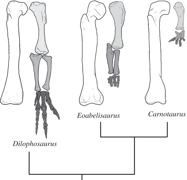 Limb proportions in several theropods, showing reduction of distal elements of the forelimb. Femur and forelimb of the basal theropod Dilophosaurus (left), basal abelisaurid Eoabelisaurus (middle) and the derived abelisaurid Carnotaurus (right). Drawn to same femoral length for comparison.