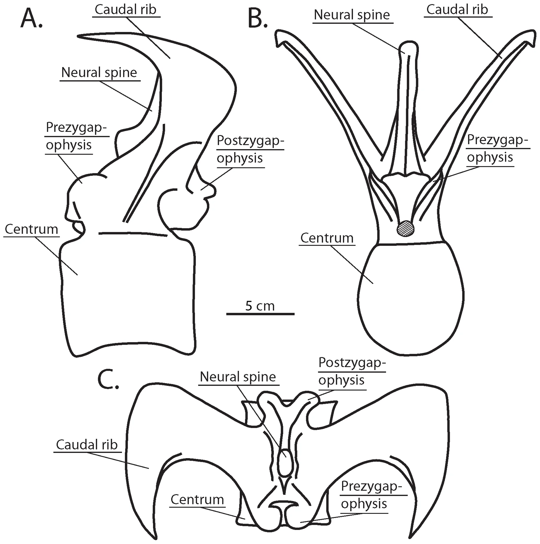 Figure 1. Typical anterior caudal vertebral morphology of Carnotaurus sastrei (MACN-CH 894).