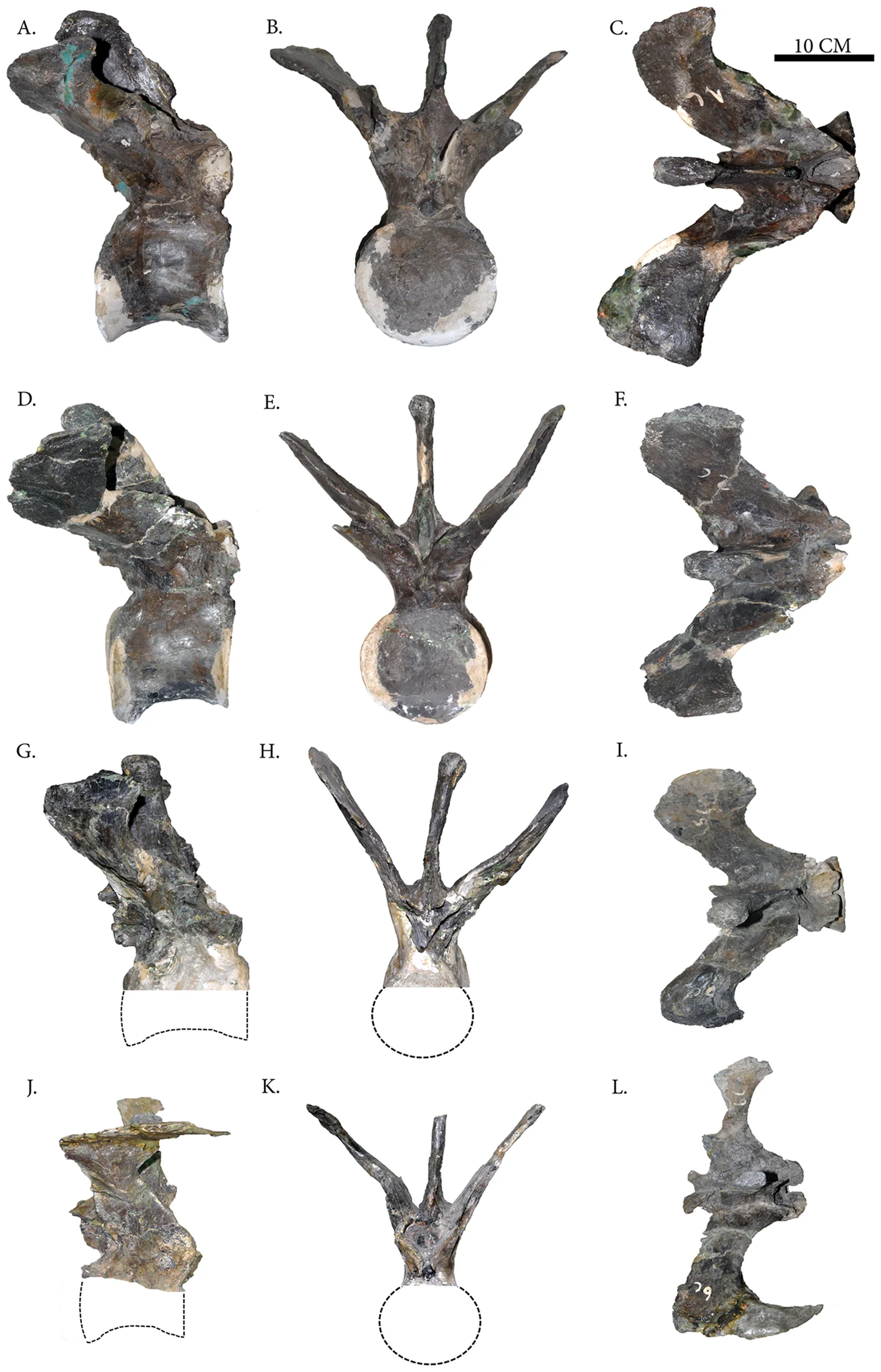 Figure 2. Select caudal vertebra of Carnotaurus sastrei (MACN-CH 894).