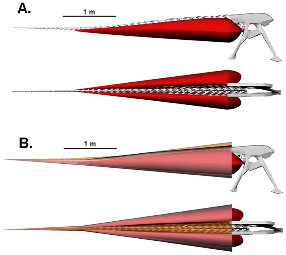 Figure 3. Lateral and dorsal views of the robustly modeled tail of Carnotaurus sastrei (MACN-CH 894).