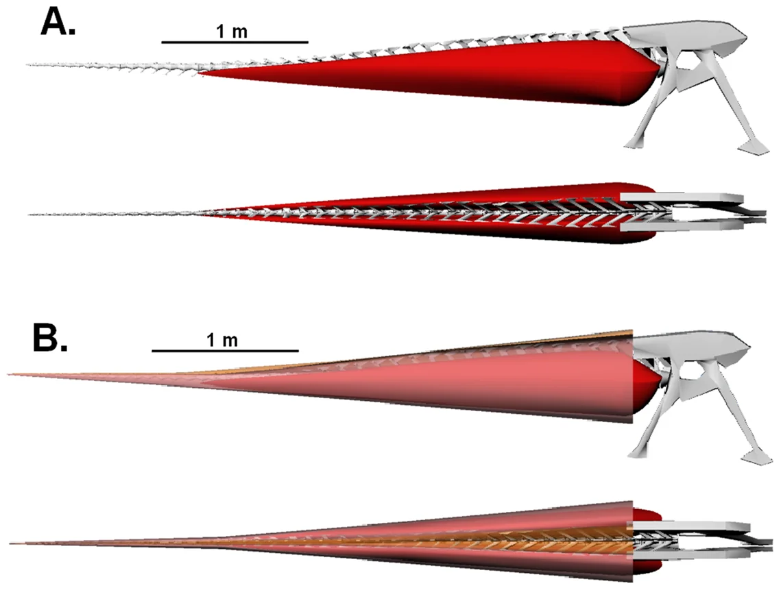 Figure 4. Lateral and dorsal views of the conservatively modeled tail of Carnotaurus sastrei (MACN-CH 894).