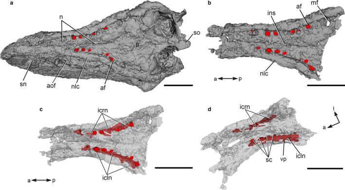 Digital reconstruction of the skull of Skorpiovenator bustingorryi (MMCh‐PV 48) in dorsal view (a); bone is rendered solid. Rendered and isolated nasals (and partially the frontals) in dorsal view (b) showing the exit branches through foramina (red); bone rendered solid. Isolated nasals (and partially frontals) in dorsal (c) and anterolateral (d) views, showing the internal canals linked to the foramina (red); bone is rendered semitransparent. Arrows in (b‐d) indicates anatomical orientations. A