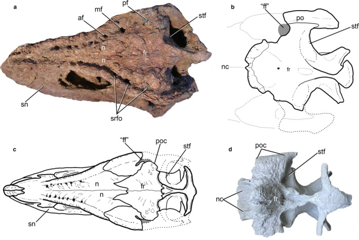 Abelisaurid theropods in dorsal view showing skull roof foramina: Skorpiovenator bustingorryi (a) (MMCh‐PV 48), Rugops primus (b) (modified after Sereno et al ., 2004 ), and braincase of Arcovenator escotae (c) (modified after Tortosa et al ., 2013 ). Braincase of Majungasaurus (MACN‐PV 19776, cast) in dorsal view, lacking of foramina (d). Gray areas indicate the presence of “frontal fenestra”. Abbreviations: af, anterior foramen; “frontal fenestra”, frontal fenestra; fr, frontals; mf, middle fo