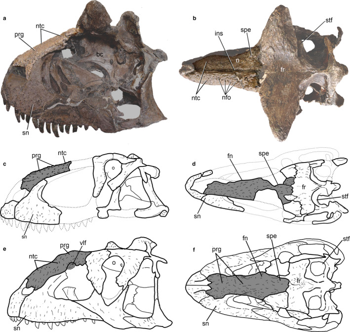 Nasal pattern “A”. Skulls of Carnotaurus sastrei (MACN‐CH 894), Abelisaurus comahuensis (modified after Bonaparte and Novas, 1985), and Majungasaurus crenatissimus (modified after Sampson et al ., 1998 ) in left lateral (a, c, e) and dorsal (b, d, f) views. Nasals are highlighted for better observation (a,b). Dotted lines indicate missing bone (c,d). Gray areas indicate limits of nasal bones. Abbreviations: bc, braincase; fn, fused nasals; fr, frontals; ins, internasal suture; nfo, nasal foramin