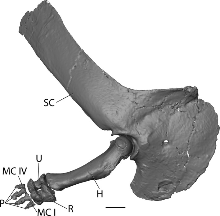Reconstruction of articulated right scapulocoracoid and forelimb of Majungasaurus crenatissimus in lateral view. Model is composed of CT scans of FMNH PR 2836, right scapulocoracoid and humerus; UA 9860, left ulna (reversed); and FMNH PR 2836, left radius, metacarpals, and phalanges (reversed). H, humerus; MC I, metacarpal I; MC IV, metacarpal IV; P, phalanges; R, radius; SC, scapulocoracoid; U, ulna. Scale bar: 5 cm.