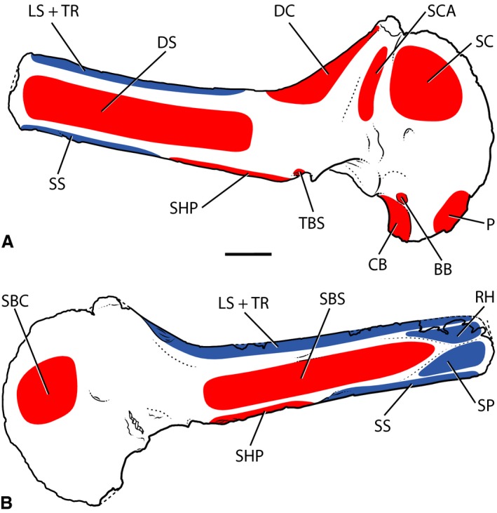 Myological reconstruction of the right scapulocoracoid (FMNH PR 2836) of Majungasaurus crenatissimus in lateral (A) and medial (B) views. Proposed muscle origins are indicated in red, proposed insertions are indicated in blue. BB, biceps brachii; CB, coracobrachialis; DC, deltoideus clavicularis; DS, deltoideus scapularis; LS, levator scapulae; P, pectoralis; RH, rhomboideus; SBC, subcoracoideus; SBS, subscapularis; SC, supracoracoideus; SCA, supracoracoideus accessorius; SHP, scapulohumeralis p