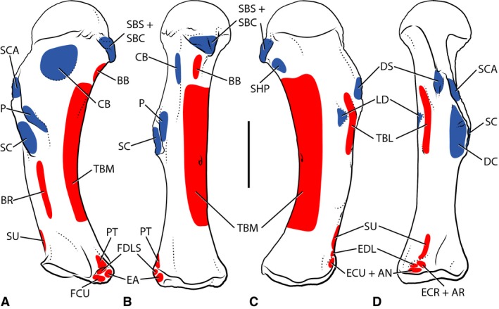 Myological reconstruction of the humerus of Majungasaurus crenatissimus in anterior (A), medial (B), posterior (C), and lateral (D) views. Proposed muscle origins are indicated in red, proposed insertions in blue. The humerus is a composite reconstruction based on the right humerus of FMNH PR 2836 and the isolated humerus FMNH PR 2423. AN, anconeus; AR, abductor radialis; BB, biceps brachii; BR, brachialis; CB, coracobrachialis; DC, deltoideus clavicularis; DS, deltoideus scapularis; EA, epitroc