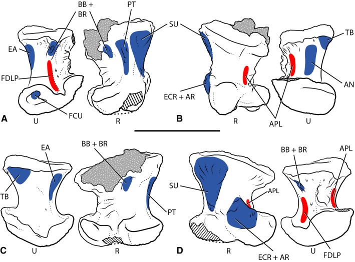 Myological reconstruction of the antebrachium of Majungasaurus crenatissimus in anterior (A), posterior (B), medial (C), and lateral (D) views. Proposed muscle origins are indicated in red, proposed insertions in blue. Radius is FMNH PR 2836, ulna is UA 9860 (reversed). Cross‐hatching indicates broken bone surface, shaded areas indicate matrix. AN, anconeus; APL, abuctor pollicis longus; AR, abductor radialis; BB, biceps brachii; BR, brachialis; EA, epitrocheloanconeus; ECR, extensor carpi radia