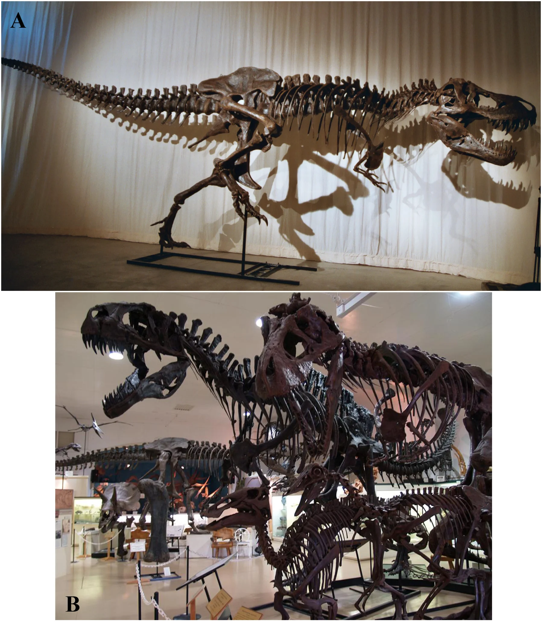 Figure 1. Photographs of the mounted skeletons of the five non-avian dinosaurs modelled.