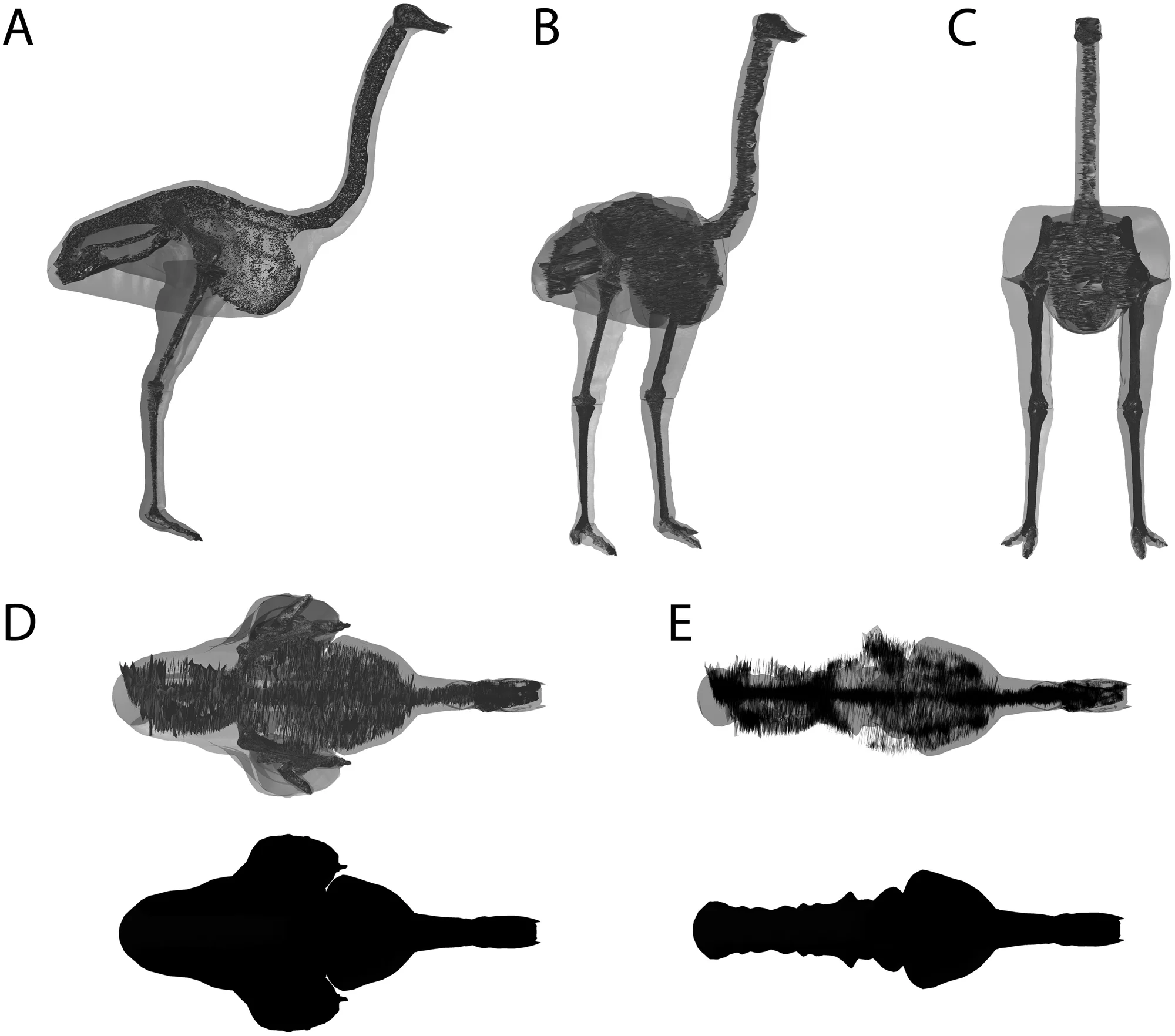 Figure 4. Volumetric model of an extant ostrich ( Struthio camelus ) based on a specimen (BB.3462) mounted at the Manchester Museum (UK), shown in (A) right lateral, (B) oblique right craniolateral, (C) cranial and (D–E) dorsal views (E with hind limb segments removed).