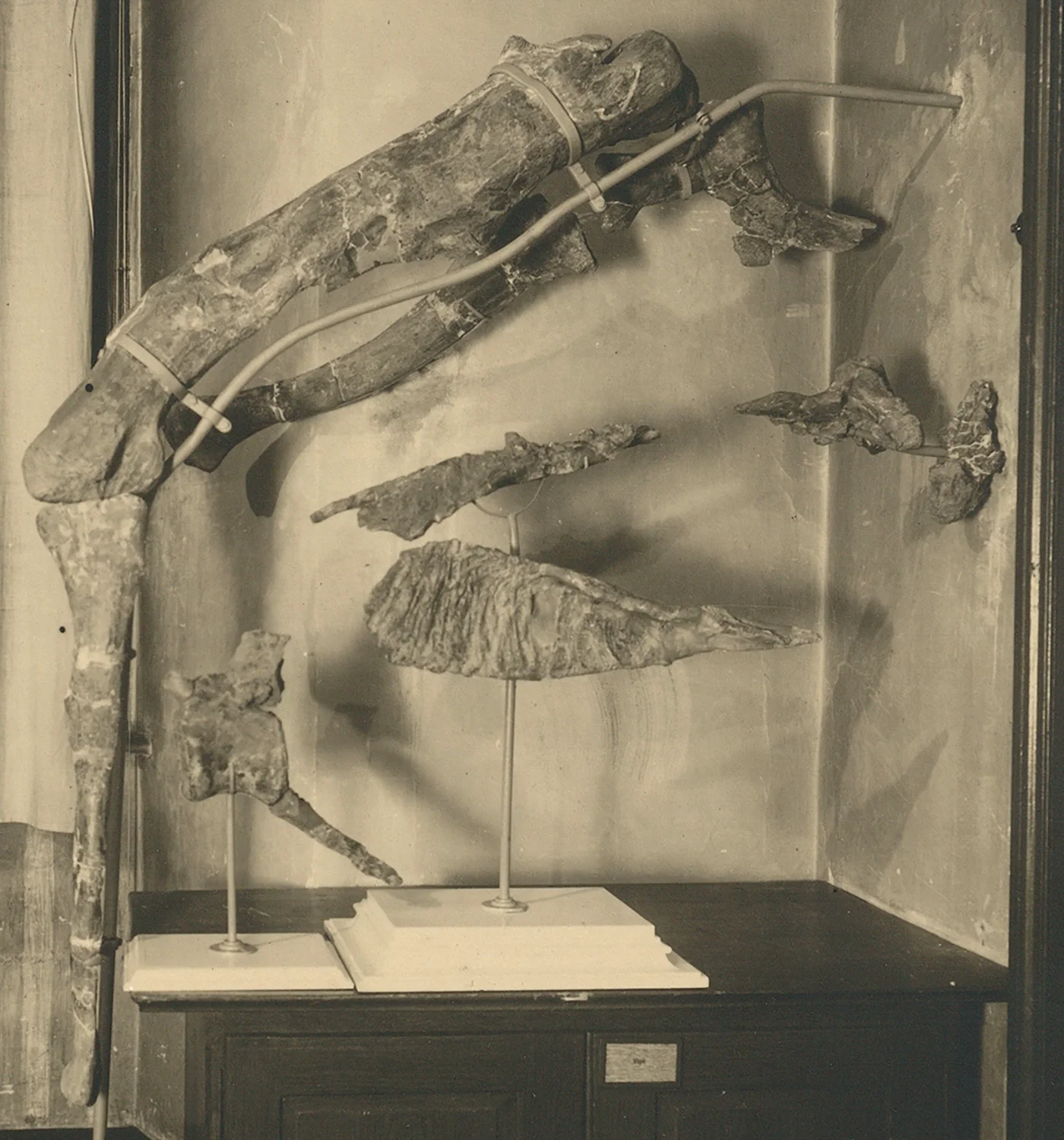 Fig 2. The holotype of Tameryraptor markgrafi (SNSB-BSPG 1922 X46).