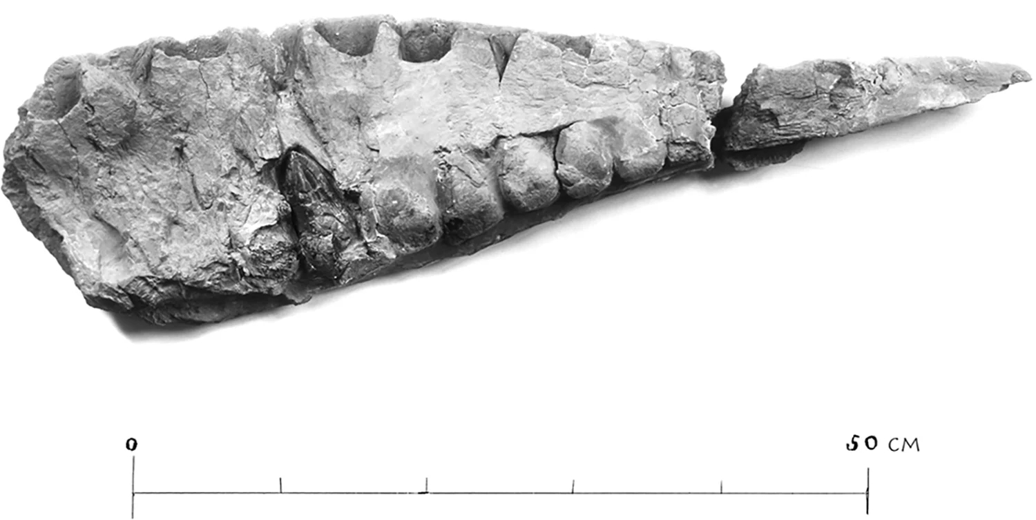 Fig 3. The left maxilla of Tameryraptor markgrafi (SNSB-BSPG 1922 X46).