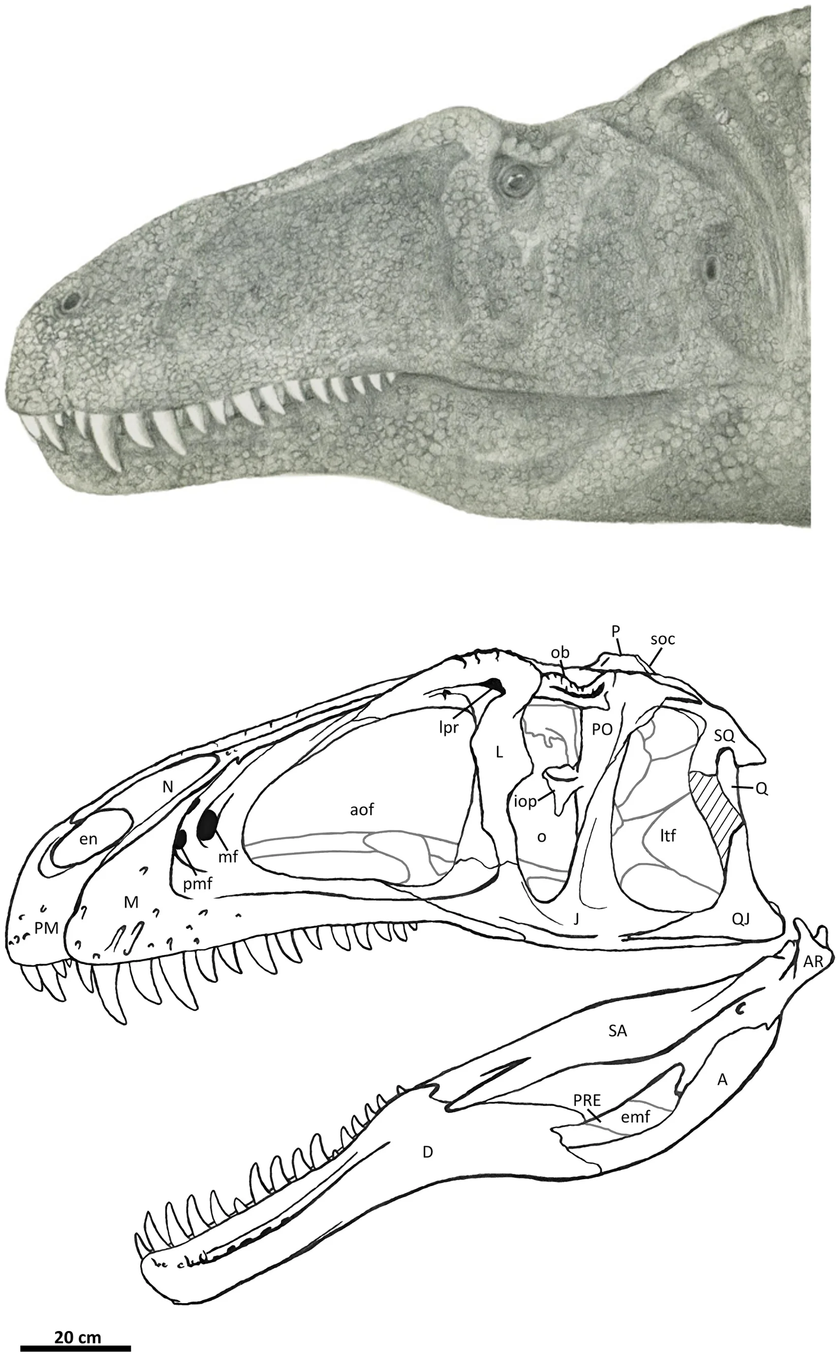 Figure 2. Flesh reconstruction and line drawing of the skull of Acrocanthosaurus atokensis (NCSM 14345) in left
                            lateral view.