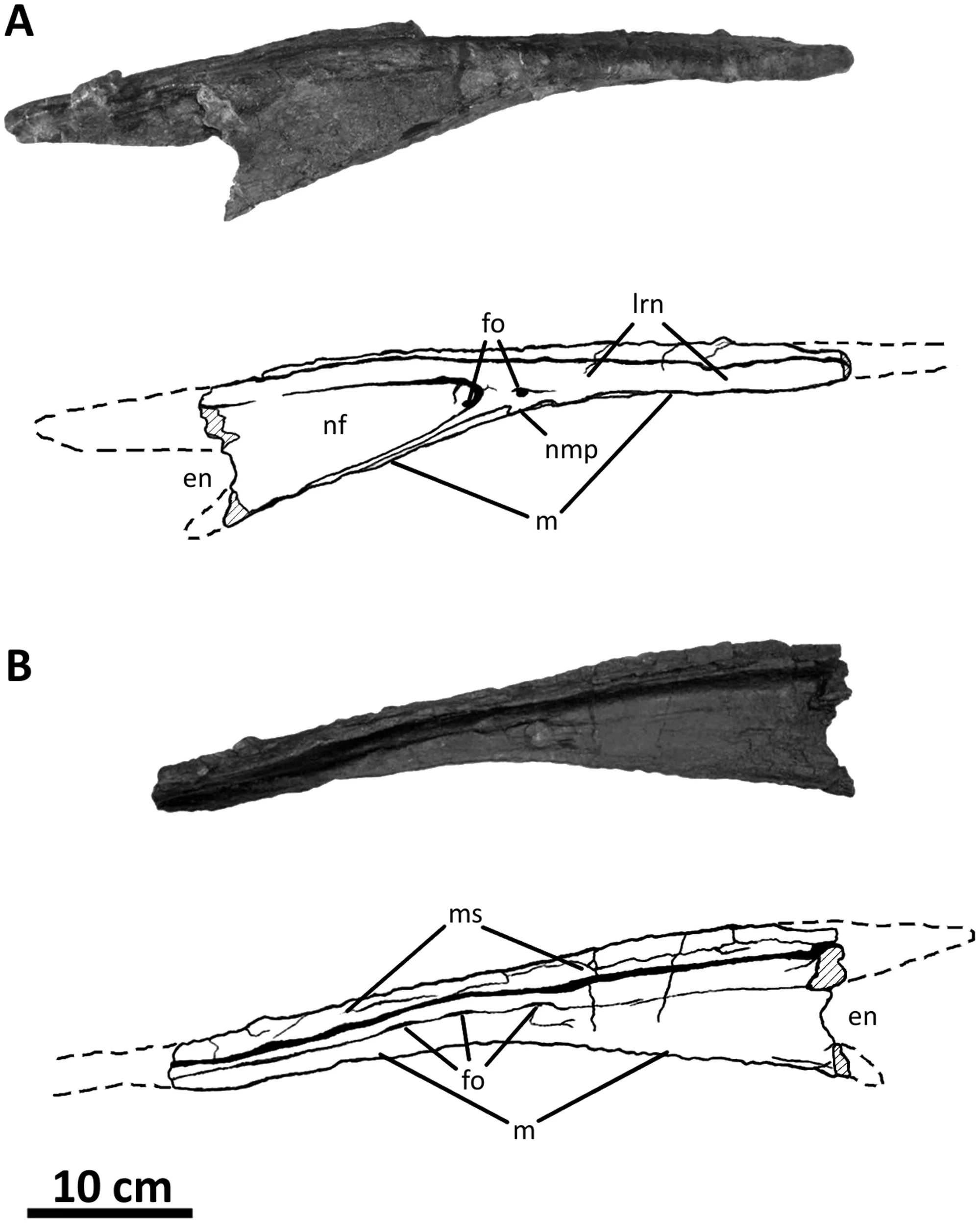 Figure 3. Left nasal of Acrocanthosaurus atokensis (NCSM
                            14345).
