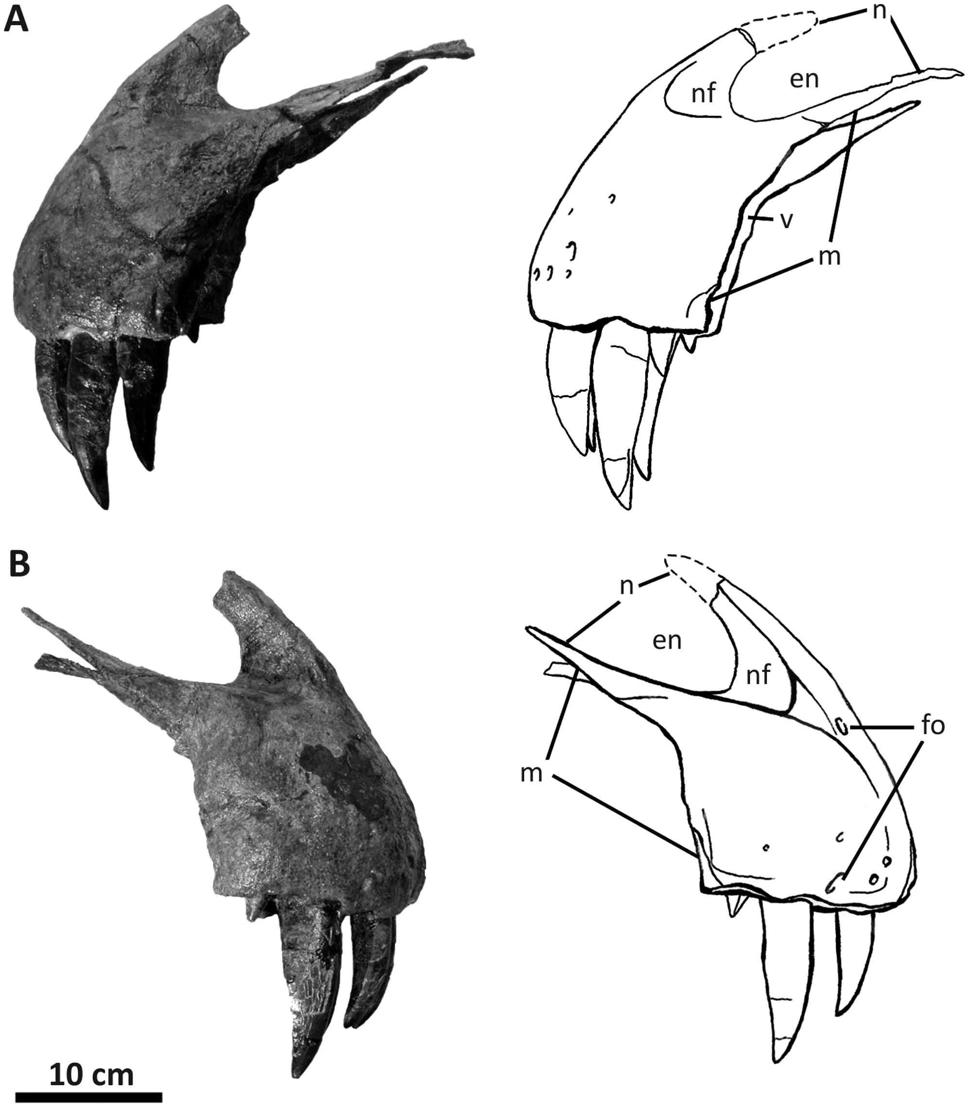 Figure 4. Premaxillae of Acrocanthosaurus atokensis (NCSM
                            14345).