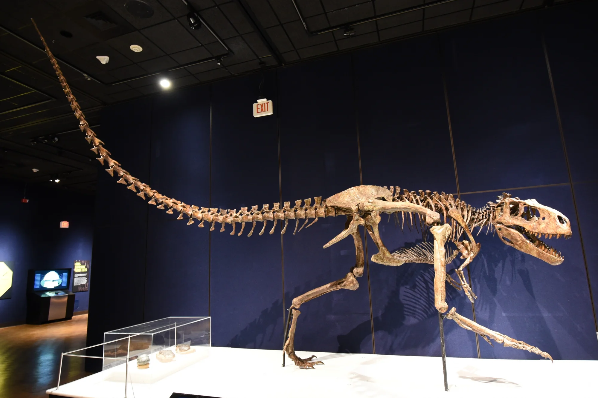 Mounted skeletal cast of Albertosaurus sarcophagus on museum display.