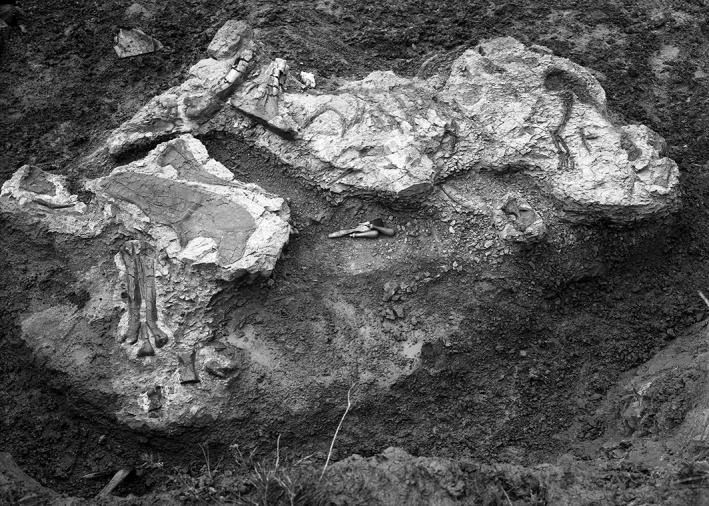 The disarticulated partial skeleton of CMN 11315 as discovered by C. M. Sternberg in 1926 (CMN neg. 67946). Although the bones are disarticulated, they remain ordered from cranial (right) to caudal (left).