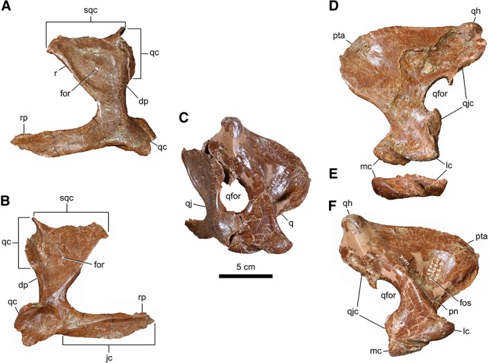 Left suspensorial bones of CMN 11315. Quadratojugal in lateral ( A ) and medial ( B ) views. ( C ) Posterolateral view of the quadratojugal‐jugal complex. Quadrate in rostral ( D ), ventral ( E ), and caudal ( F ) views. Abbreviations: rp, rostral process; dp, dorsal process; for, foramen; fos, fossa; jc, jugal contact; lc, lateral condyle; mc, medial condyle; pn, pneumatic fossa; pta, pterygoid ala; q, quadrate; qc, quadrate contact; qfor, quadrate foramen; qh, quadrate head; qj, quadratojugal;