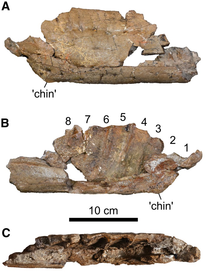 Left dentary fragment of CMN 11315 in lateral ( A ), medial ( B ), and dorsal ( C ) views. Numbers indicate tooth positions.