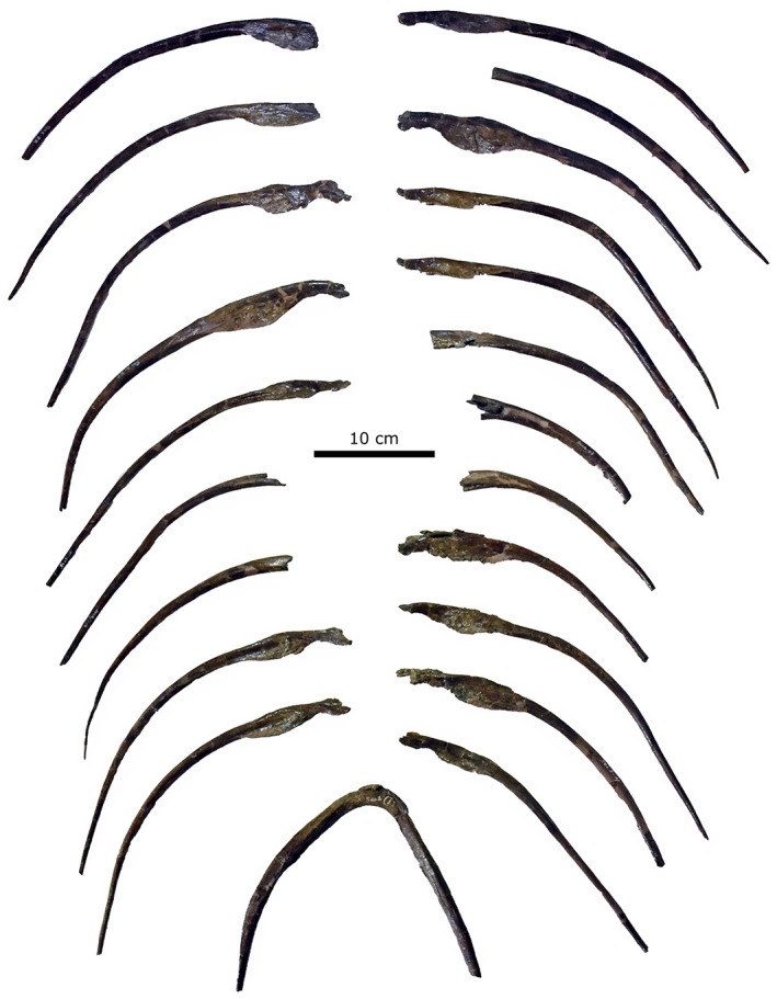 Gastralia of CMN 11315 in ventral view. The positions of the individual gastralia are approximate, based on their size and shape.