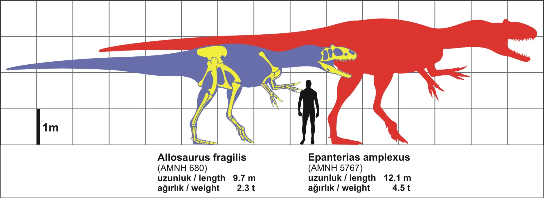 Comparação de escala entre Allosaurus fragilis e ser humano adulto — o maior predador terrestre do Jurássico chegava a 10,5 metros de comprimento e pesava até 2,3 toneladas.