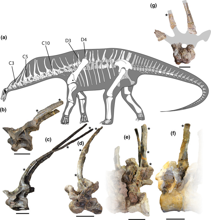 (a) Skeletal silhouette of Amargasaurus cazaui (preserved elements in white colour). (b) C3 in left lateral view. (c) C5 in left lateral view. (d) C10 in left lateral view. (e) D3 in right lateral view. (f) D4 in right lateral view. (g) MOZ‐Pv 626–1, second? Dorsal vertebra in anterior view. Asterisks indicate the positions from the sections were obtained. Scale bars: 10 cm. Figure 1 .F. courtesy of G. Windholz