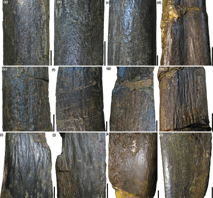 External texture of Amargasaurus cazaui (MACN PV N1A) cervical (a‐h) and dorsal (i‐l) hyperelongate hemispinous processes. (a) C4. (b) C5. (c) C6. (d) C12. (e) C3. (f) C9. (g) C10. (h) D11. (i) D3. (j) D4. (k‐l) D8 in posterior (k) and anterior (l) views. In the cervical vertebrae, the best‐preserved surfaces exhibit a smooth or gently rugose texture. The longitudinally oriented ridges and furrows observed E‐H correspond in with postmortem alterations. Shallow but wider ridges and grooves, which