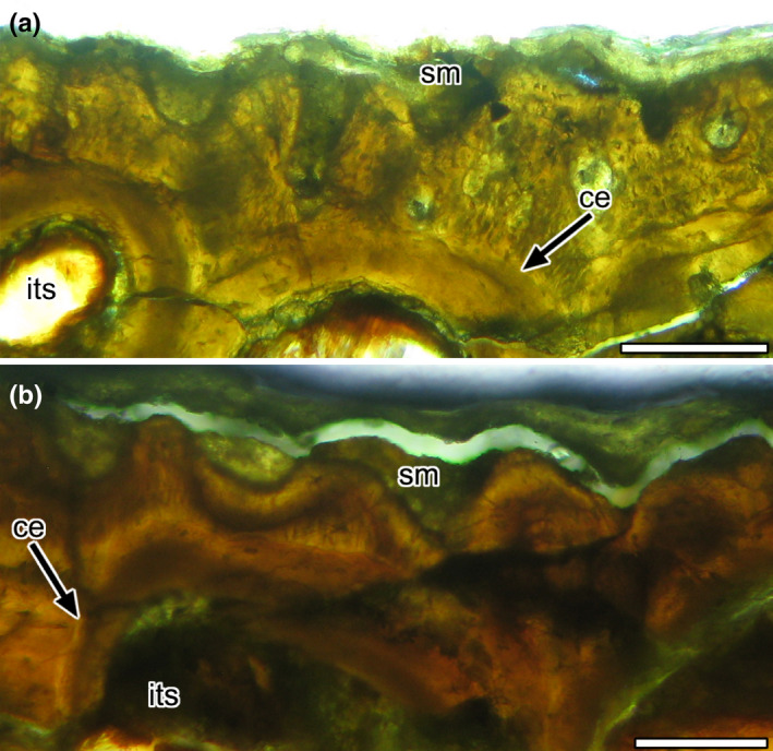 Amargasaurus cazaui (MACN PV N1A), detail of the outer cortex of hemispinous process of the D4 (distal portion). Note the undulate appearance of the subperiosteal cortex. Abbreviations: Ce: Cementing line; its: Intertrabecular space; sm: Sedimentary matrix. Scale bars: 0.2 mm (a), 0.1 mm (b)