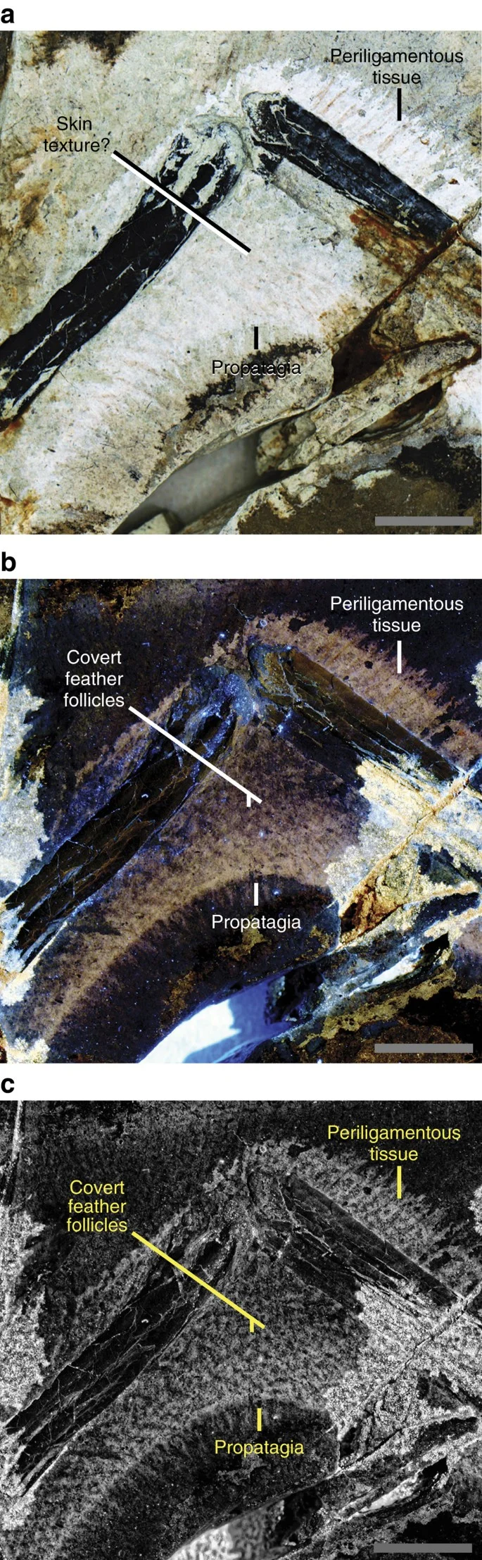 Figure 2: Shallow propatagium of Anchiorni s STM-0-127 at 95° of elbow extension.