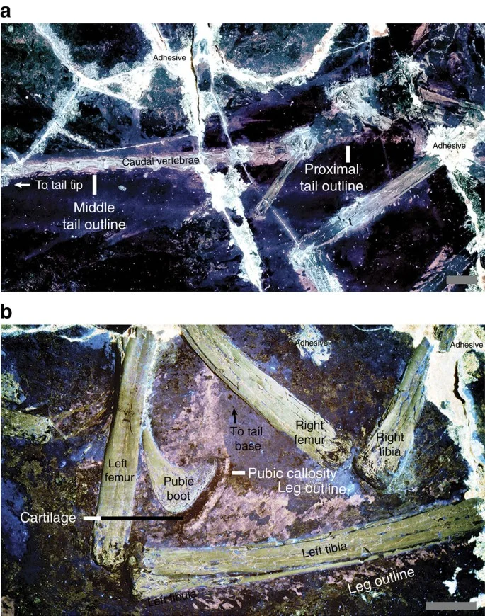 Figure 4: Tail outline and outline of leg and pubic boot.