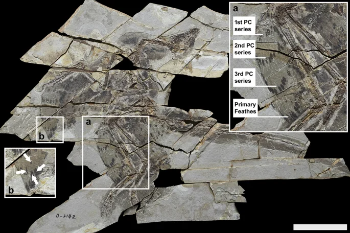 Fig. 1: Anchiornis huxleyi STM0-214.