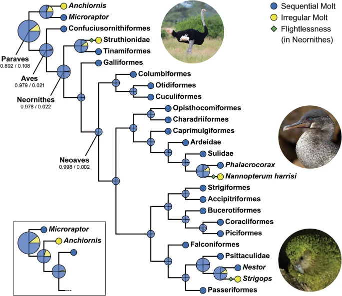 Fig. 4: The evolutionary history of the molt strategy among Paravian dinosaurs, including birds.
