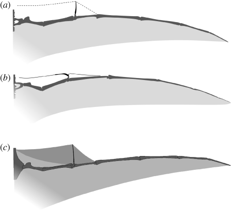 Competing reconstructions of pterosaur wing outline and pteroid orientations: ( a ) anteriorly orientated pteroid (e.g. Unwin et al . 1996 ; Wilkinson et al . 2006 ); ( b ) medially orientated pteroid (e.g. Bennett 2007 ); ( c ) the membrane shape implied by an anteriorly orientated pteroid ( Wilkinson 2008 ) and the pteroid-supported triangle of the propatagium.