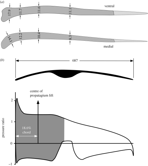 Pteroid morphology and lift distribution: ( a ) tracings of the well-preserved pteroid of Coloborhynchus (Staatliches Museum für Naturkunde, Karlsruhe (SMNK 1133PAL)) redrawn from Unwin et al . (1996 , fig. 2). Top tracing shows the pteroid outline in the ventral view, the lower tracing is in the medial view. Dotted lines show extension of the pteroid to a likely pointed shape; ( b ) wing section (black outline, above) and pressure distribution (grey outline, below) used for analysis.