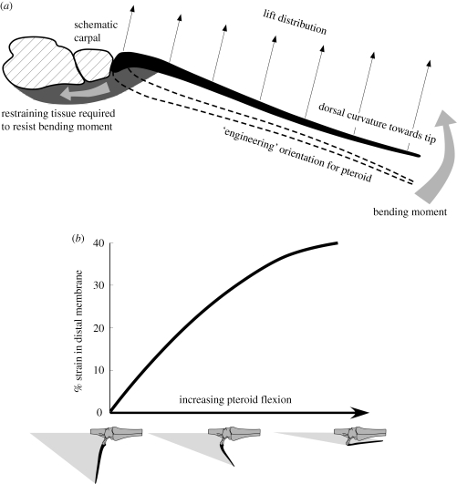 Results: ( a ) load distribution of pteroid and location of tissue required to react to bending moment produced by aerodynamic lift forces in an anterior orientation, based on Anhanguera but scaled to a 5.8 m wingspan Coloborhynchus (after Wilkinson 2008 ); ( b ) predicted membrane strain as pteroid flexion increases.