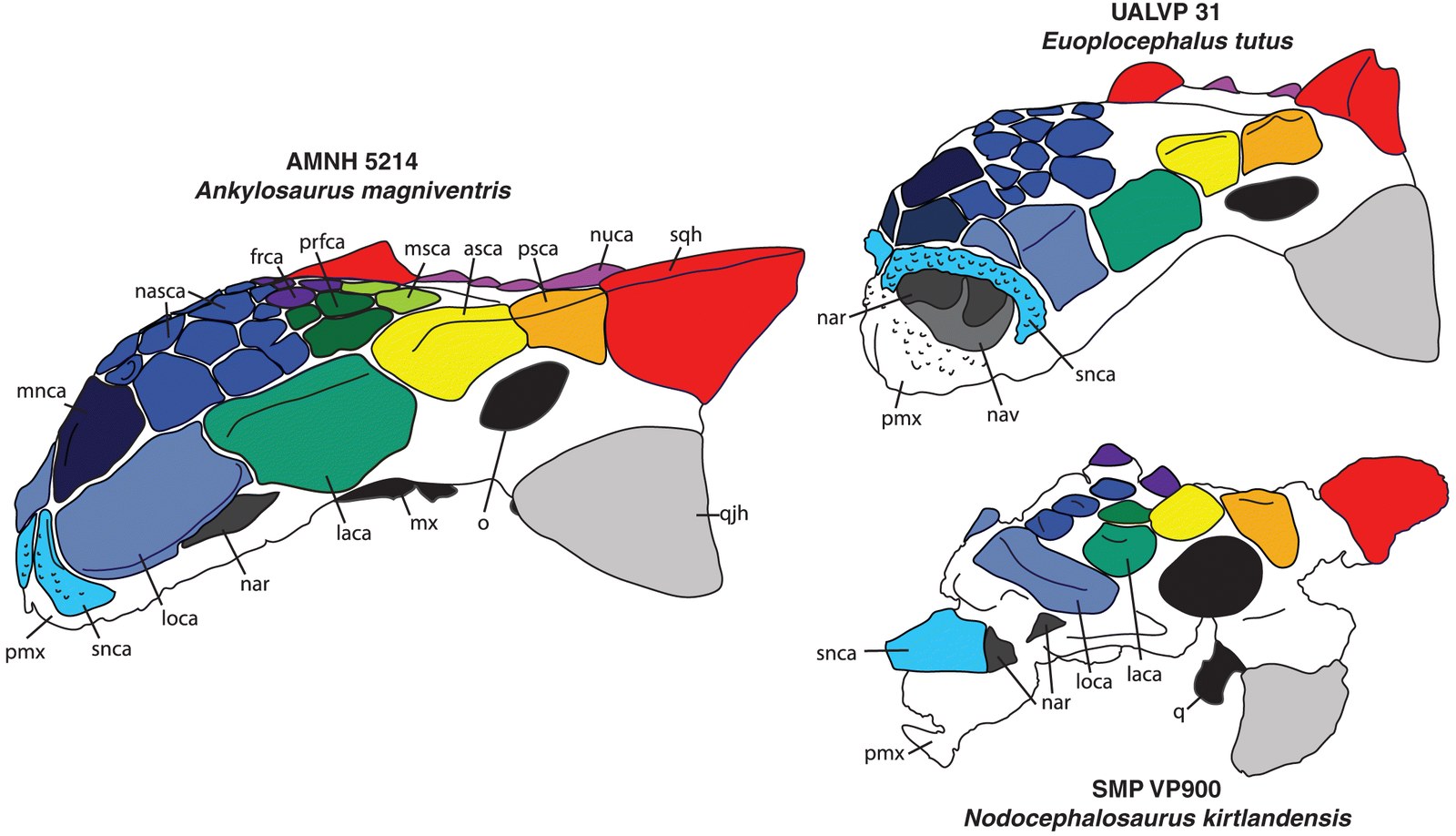 Figura 4 de Arbour & Mallon (2017): comparação direta entre os crânios de Ankylosaurus magniventris (AMNH 5214), Euoplocephalus tutus (UALVP 31) e Nodocephalosaurus kirtlandensis (SMP VP900) em vista lateral, com osteodermos cranianos coloridos para evidenciar homologias. Em Euoplocephalus a narina externa (nar) é anterior e coberta por um arco de osteodermo supranarial (snca) — condição que o artigo identifica como padrão típico dos anquilossaurinos. Em Ankylosaurus a mesma narina migrou lateralmente e passou a ser coberta pelo osteodermo loreal (laca), a autapomorfia diagnóstica da espécie.
