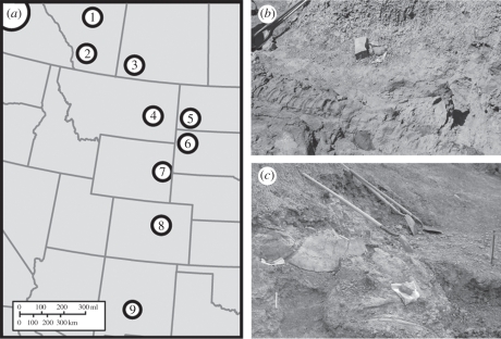 Map of localities and exemplar skeletons associated with lithology used in our analysis. ( a ) Localities where skeletons were collected ranged from southern Canada to the southern US: 1, Scollard Formation, Alberta, Canada; 2, Willow Creek Formation, Alberta, Canada; 3, Frenchman Formation, Saskatchewan, Canada; 4, Hell Creek Formation, MT, USA; 5, Hell Creek Formation, ND, USA; 6, Hell Creek Formation, SD, USA; 7, Lance Creek Formation, WY, USA; 8, Denver Formation, CO, USA; 9, McRae Formation