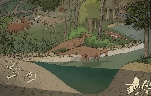 Hypothetical illustration of the latest Maastrichtian landscape that shows dinosaurs occupying different palaeoenvironments (floodplain versus channel margins). Hadrosaurs and Thescelosaurus largely occupy environments near river channels, ceratopsians occupy environments distal to the river channels, and Tyrannosaurus rex occupies both environments.