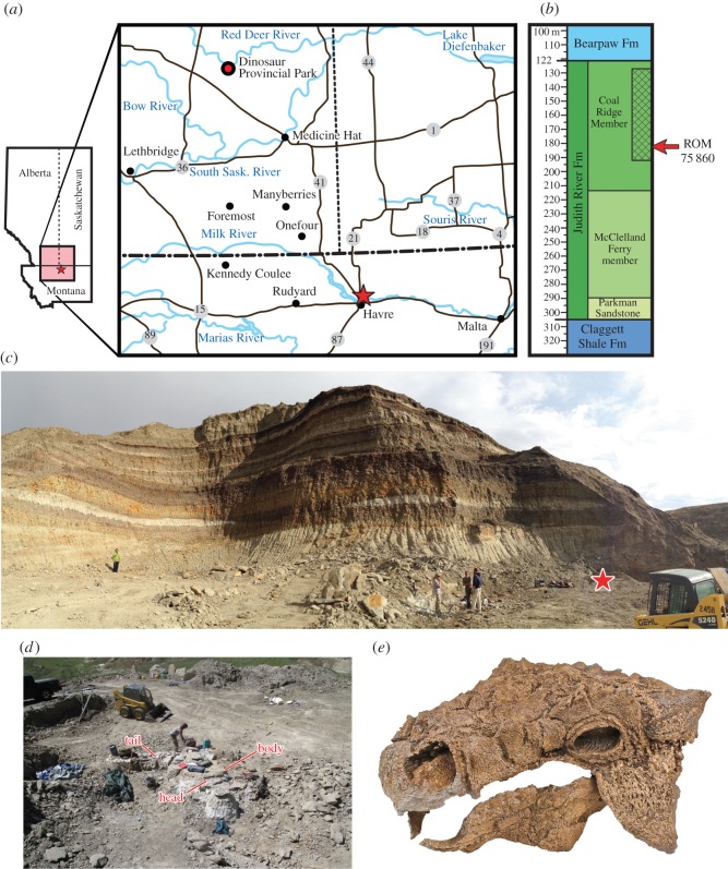 Holotype locality for ROM 75860, Zuul crurivastator . ( a ) Map showing the geographical location of ROM 75860, marked with a star, near Havre, Montana. ( b ) Approximate stratigraphic range of the host stratum of ROM 75860 within the Coal Ridge Member of the Judith River Formation. ( c ) Panoramic view of the Z. crurivastator quarry, with the location of the specimen marked by a star. ( d ) Orientation of ROM 75860 in the quarry during excavation. ( e ) Well-preserved skull and jaws of ROM 7586