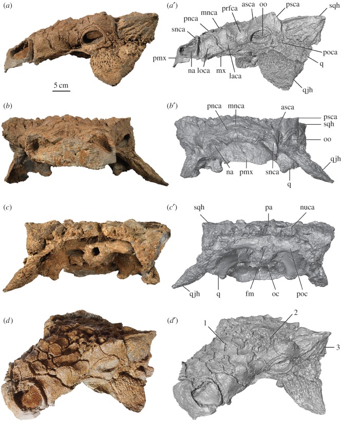 Holotype of Zuul crurivastator , ROM 75860, skull in ( a ) left lateral, ( b ) anterior, ( c ) posterior and ( d ) oblique left anterodorsal views. ( a ′– d ′) are digital models of the skull. Diagnostic characters for Z. crurivastator include (1) imbricated frontonasal caputegulae, (2) peaked, pyramidal prefrontal and middle supraorbital caputegulae and (3) prominent apicobasal furrows on the squamosal horns. Abbreviations are as follows: asca, anterior supraorbital caputegulum; fm, foramen mag