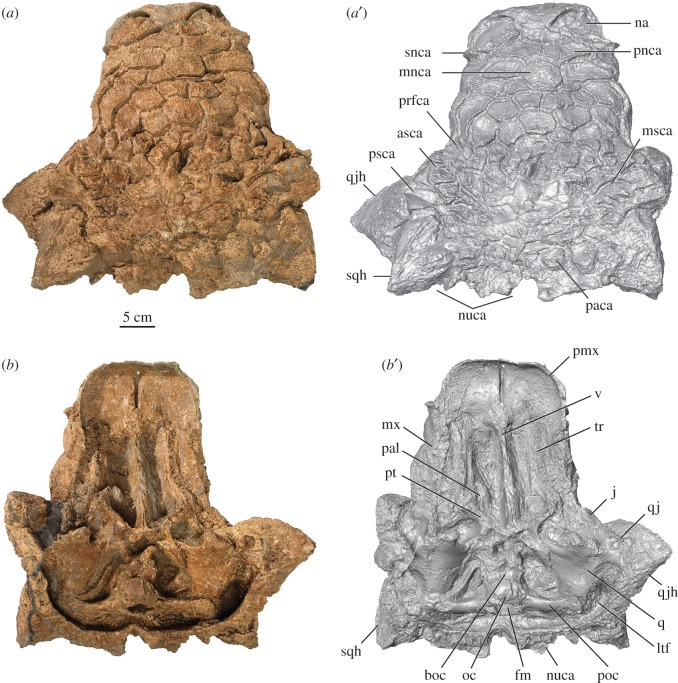 Holotype of Zuul crurivastator , ROM 75860, skull in ( a ) dorsal and ( b ) ventral views. ( a ′, b ′) are digital models of the skull. Abbreviations are as follows: asca, anterior supraorbital caputegulum; boc, basioccipital; fm, foramen magnum; j, jugal; ltf, laterotemporal fenestra; mnca, median nasal caputegulum; msca, middle supraorbital caputegulae; mx, maxilla; na, external naris; nuca, nuchal caputegulum; oc, occipital condyle; paca, parietal caputegulum; pal, palatine; pmx, premaxilla; 