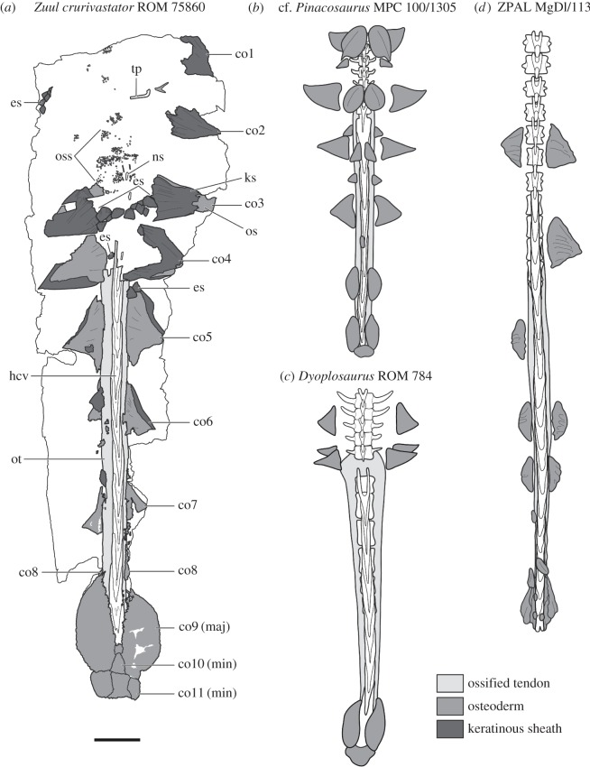 Interpretive illustration of the tail of Zuul crurivastator compared with other Mongolian and North American ankylosaurines, in dorsal view, showing differences in the morphology of the caudal osteoderms, and relationships between dermal and epidermal elements: ( a ) Z. crurivastator , ROM 75860, ( b ) cf. Pinacosaurus , MPC 100/1305, ( c ) Dyoplosaurus acutosquameus , ROM 784, ( d ) Ankylosaurinae indet. from the Nemegt Formation, ZPAL MgD I/113. Vertebrae are indicated in white, zones of ossif