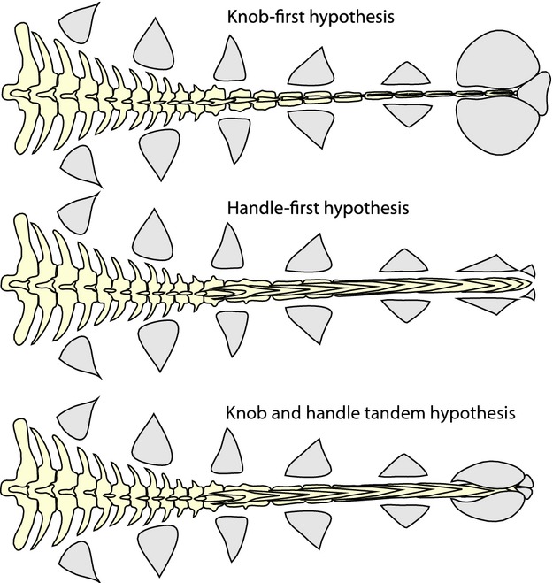 Three hypotheses for the evolution of the ankylosaurid tail club. In the knob-first hypothesis, knob osteoderms that completely envelop the terminus of the tail should appear before handle vertebrae in the fossil record. In the handle-first hypothesis, handle vertebrae should appear in the fossil record before the knob osteoderms completely envelop the terminus of the tail. In the tandem hypothesis, the tail club handle and knob appear at about the same time in the fossil record. Lateral caudal 
