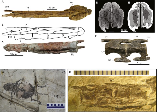 Caudal anatomy of ankylosaurs. (A) UALVP 47273, Dyoplosaurus acutosquameus tail club, in slightly oblique dorsal view, anterior is to the left. This represents the typical morphology of derived ankylosaurine tail clubs, with lengthened prezygapophyses interlocking with the neural spines of the adjacent vertebra, and large terminal osteoderms that envelop the tip of the tail (although the knob can be substantially wider in some specimens). (B) HGM 41HIII-002, Gobisaurus domoculus (= ‘ Zhongyuansa